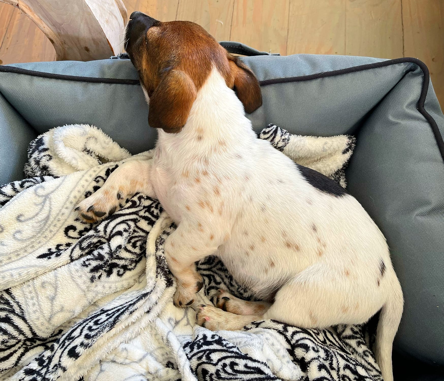 Puppy in Wagworld Dog bed