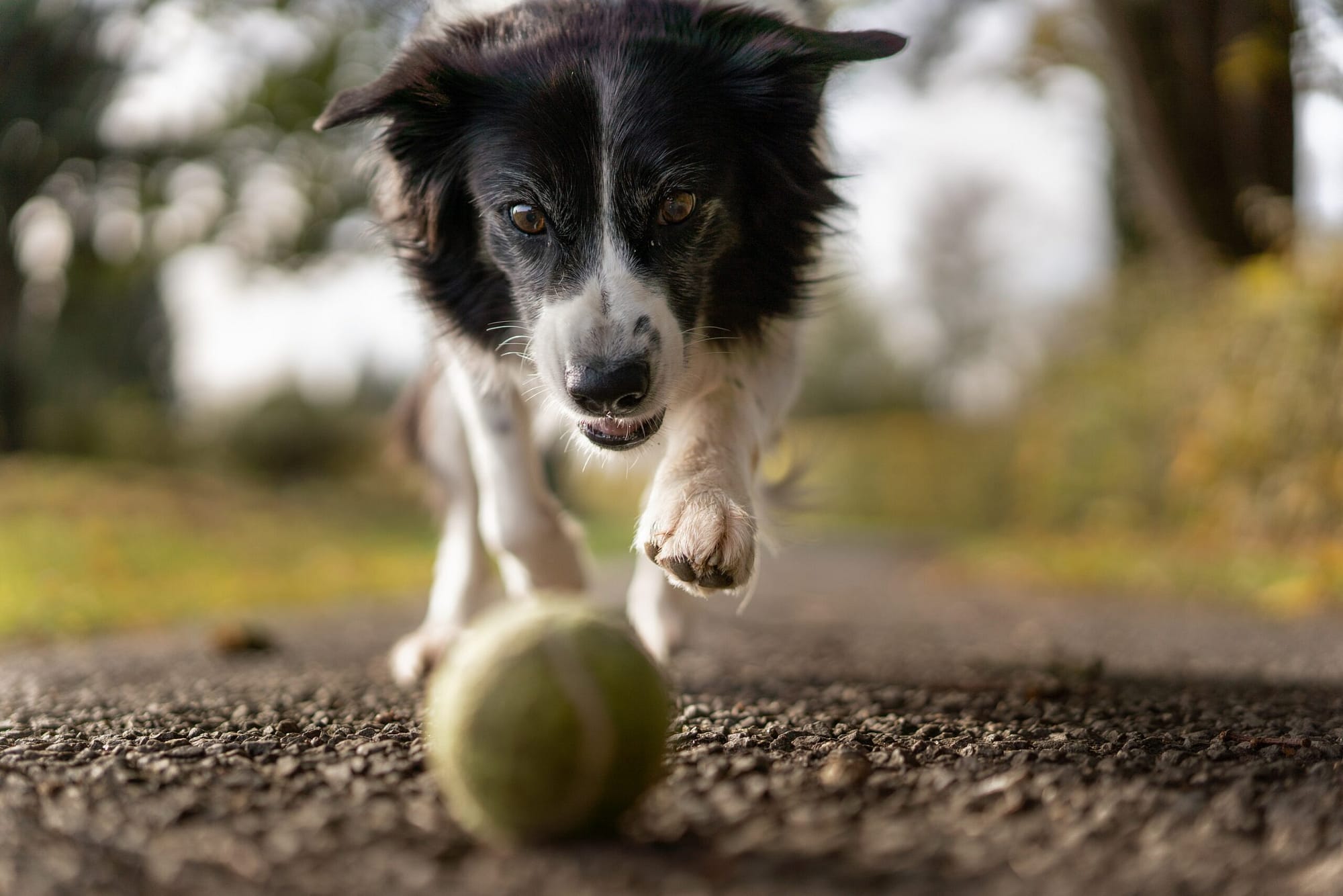 should dogs chase balls
