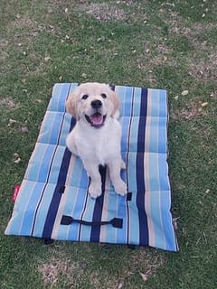travel mats for dogs