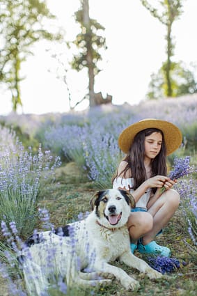 Lavender for calming pets