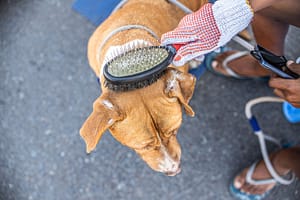 The Underdog Grooming