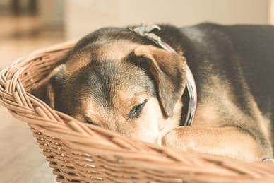 Rest is best for healing